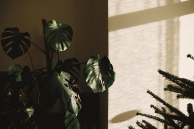 Waarom biophilic design je huis én je hoofd rustiger maakt